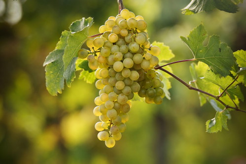 Grüner Veltliner dominiert die Rieden im Kremstal.