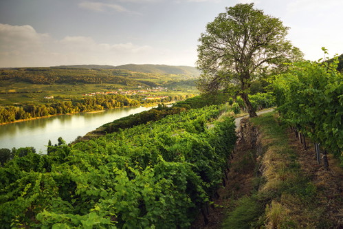 Hoch über dem Donaustrom fühlen sich die Pfaffenberger Reben so richtig wohl.