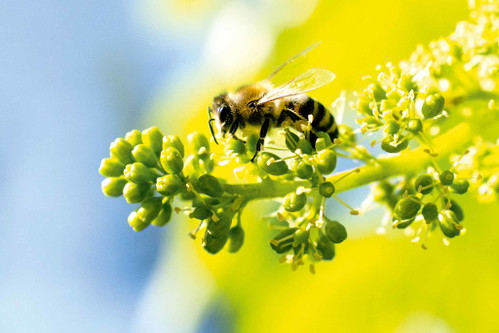 Derzeit sind ein Prozent der Reben in Österreich PiWi-Weine – die Meisten werden in der Steiermark angepflanzt.