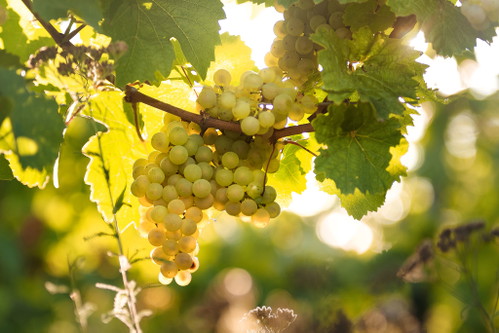 Kremstaler Riesling aus dem besten Terroir überzeugt im Jahrgang 2019 ganz besonders.