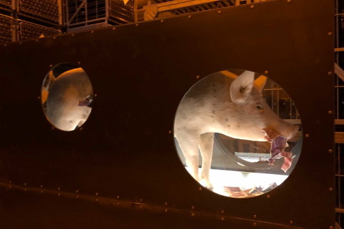 Installation von Nikolaus Eberstallter