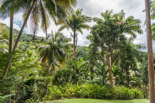 Die Karibikinsel Barbados ist die Heimat großer Wälder genauso wie von exzellentem Rum. Echte Aficionados trinken ihn pur.