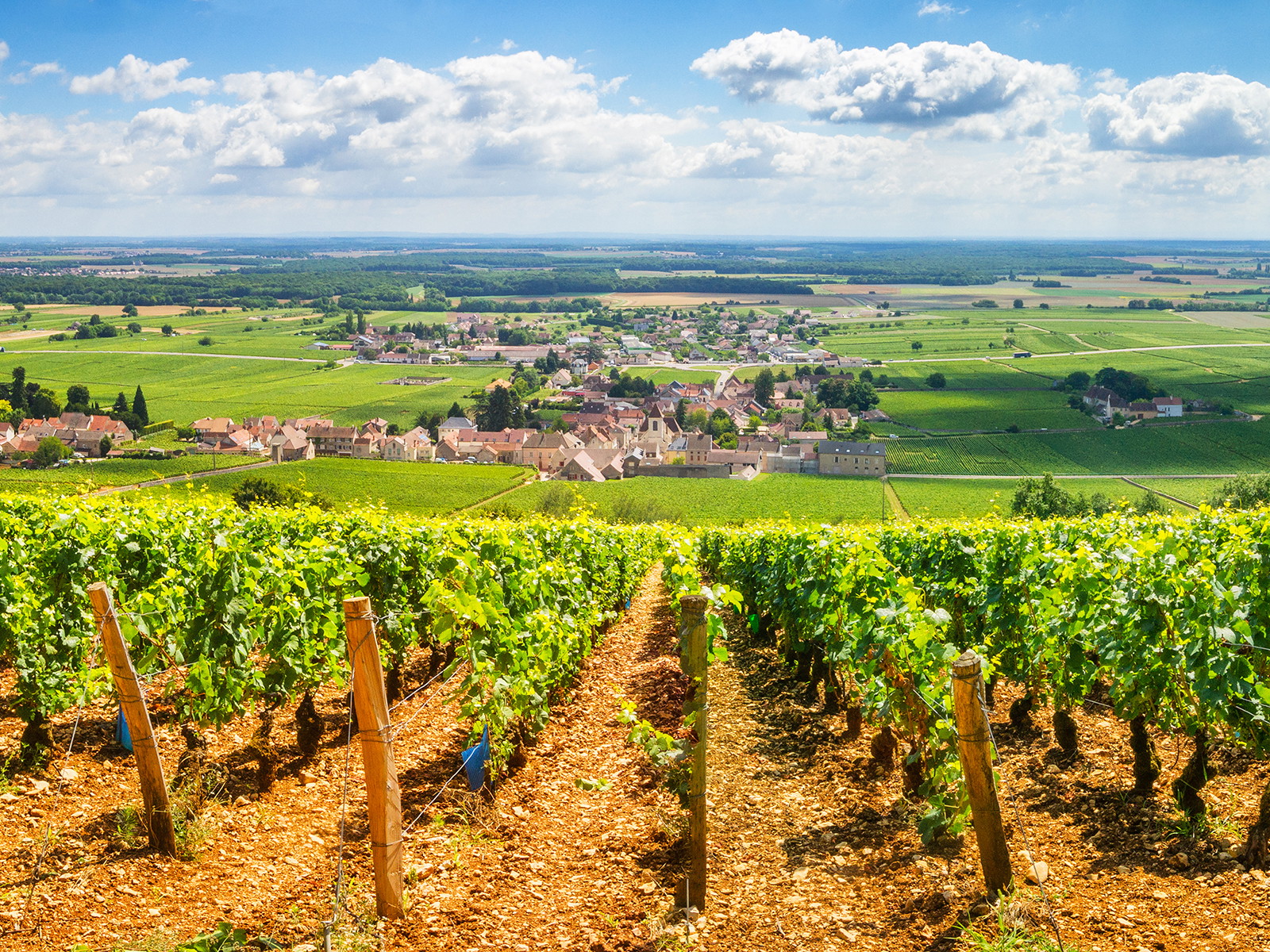Die Blüte der Reben begann in der Region bereits im April.