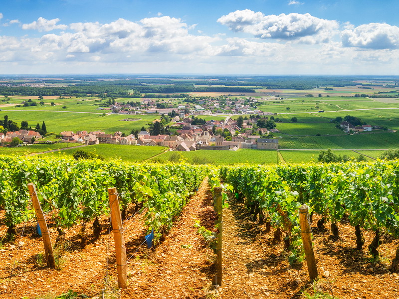 Die Blüte der Reben begann in der Region bereits im April.