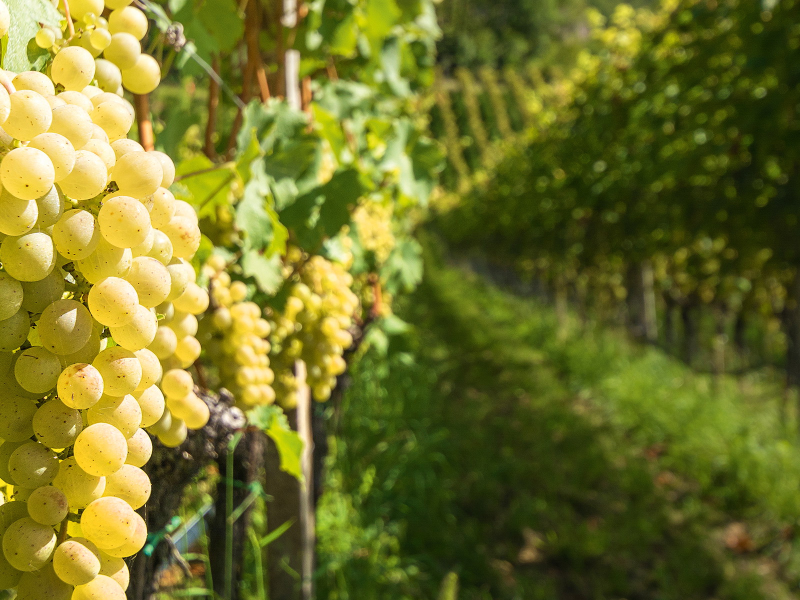 Die Sorte Müller-Thurgau oder Riesling-Sylvaner wurde vom Thurgauer Hermann Müller gezüchtet.