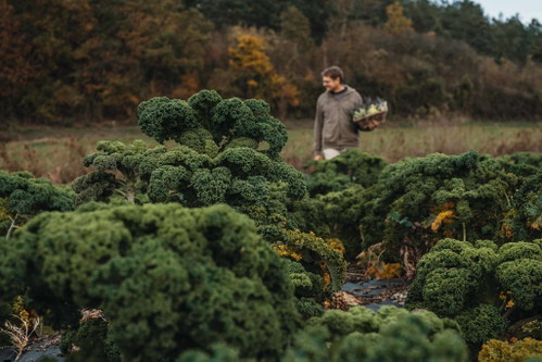 Fast den ganzen Winter über erntet Brodnjak täglich frischen Kohl.