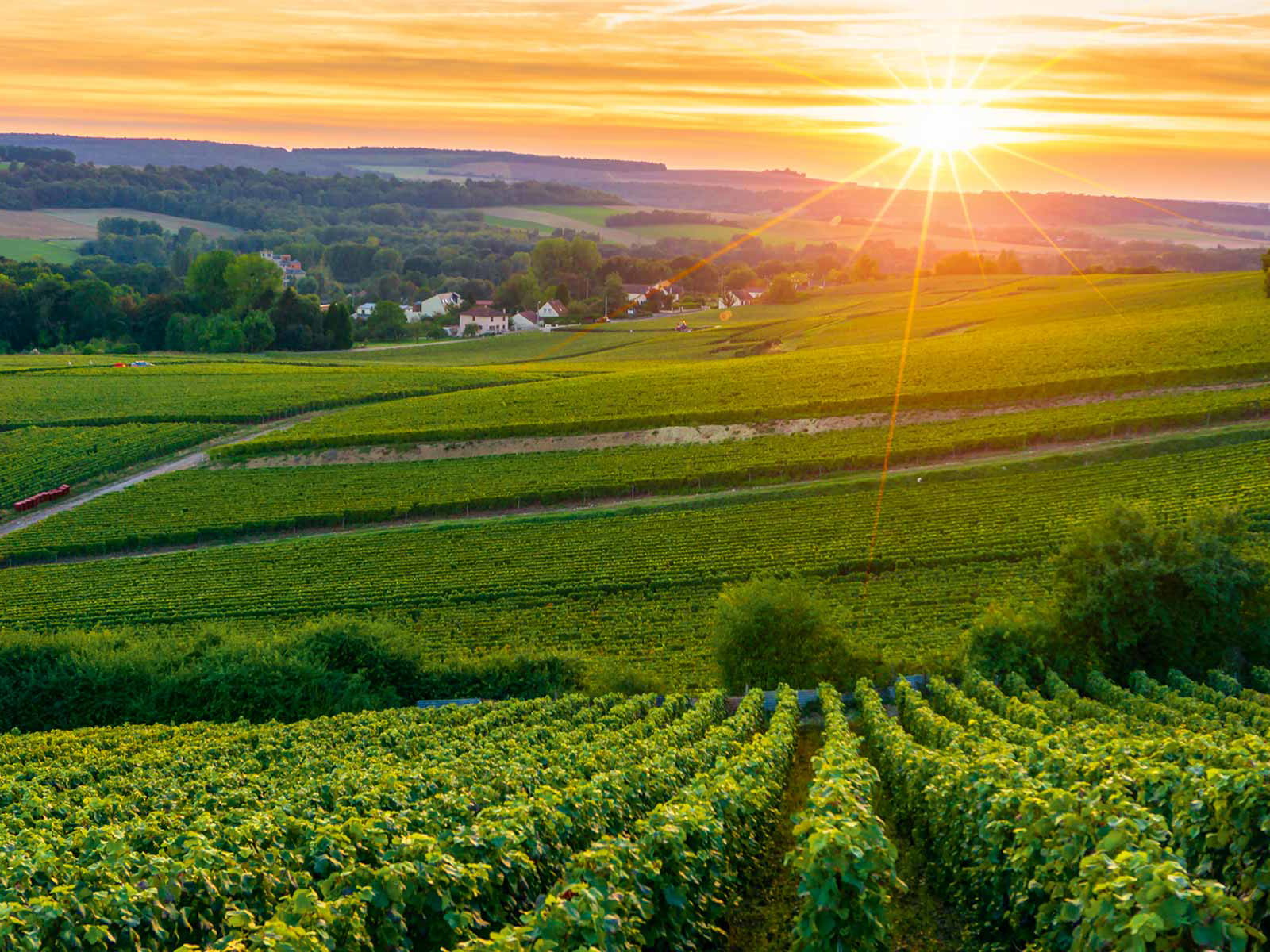 Im Champagner-Gebiet Vallée de la Marne werden auf rund 10.000 Hektar Reben kultiviert.