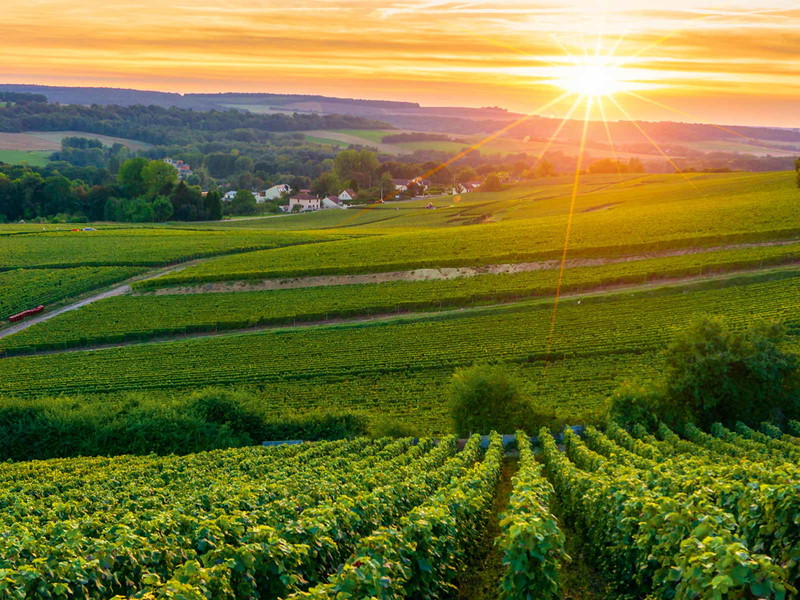 Im Champagner-Gebiet Vallée de la Marne werden auf rund 10.000 Hektar Reben kultiviert.