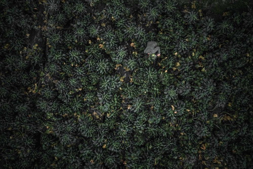 Nicht nur aus der Luft schauen Robert Brodnjaks Kohlfelder spektakulär aus – sie erinnern mitunter an einen Miniatur-Urwald.