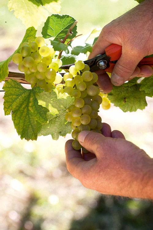 Monte Rossa ist einer der führenden Betriebe der Franciacorta.
