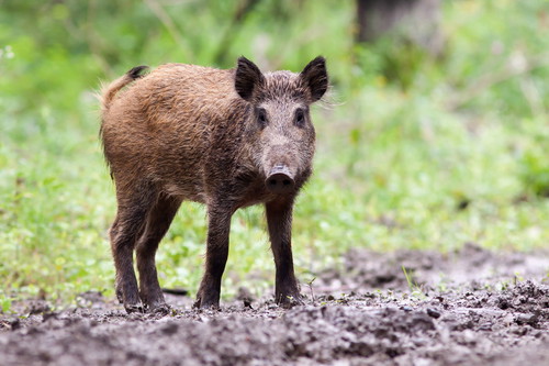 Das Fleisch der Überläufer ist besonders zart und bekömmlich. In der Toskana ist es eine begehrte Delikatesse, bei uns aber bei Direktvermarktern günstig zu haben.