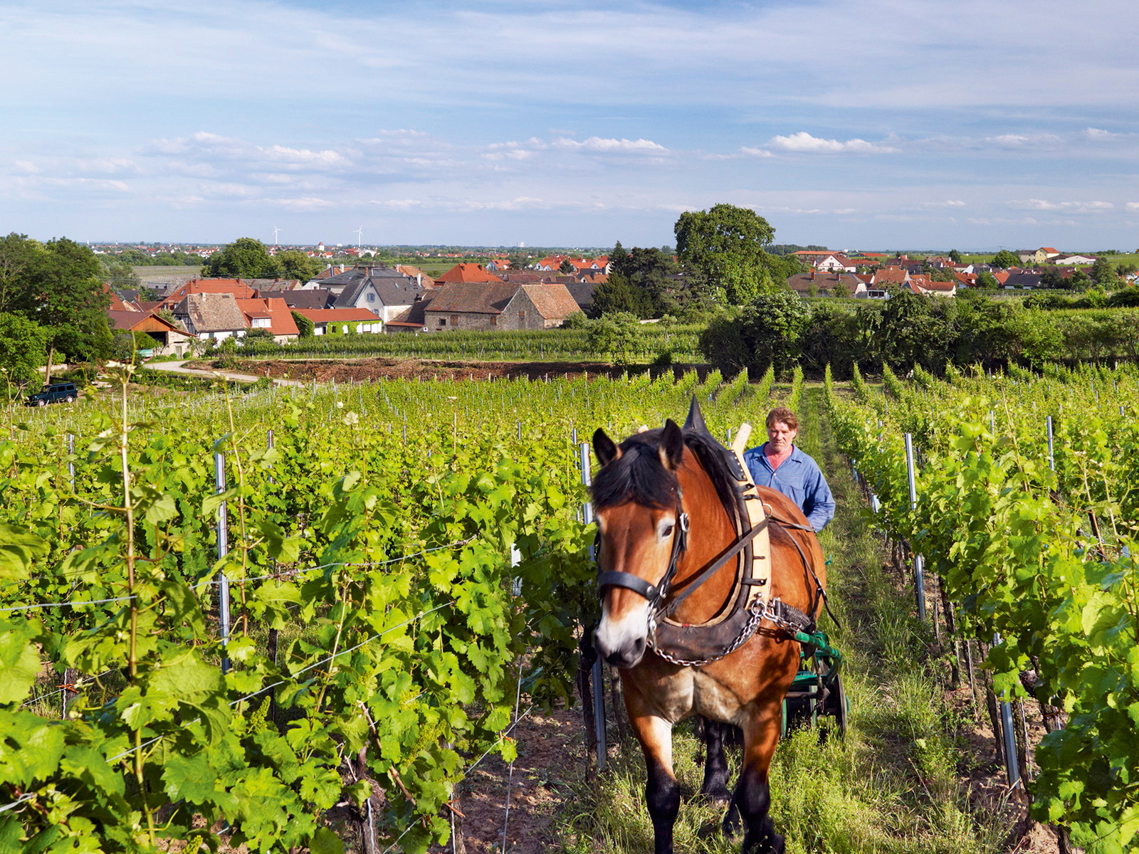 Das biologisch-dynamisch wirtschaftende Weingut Bürklin-Wolf nutzt Pferdestärken zum Pflügen des Kirchenstücks.