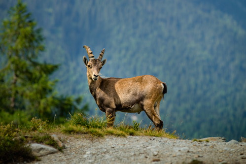 Weniger als ein Kilo Wildfleisch essen die Österreicher im Durchschnitt pro Jahr, sagt die Statistik Austria.&nbsp;