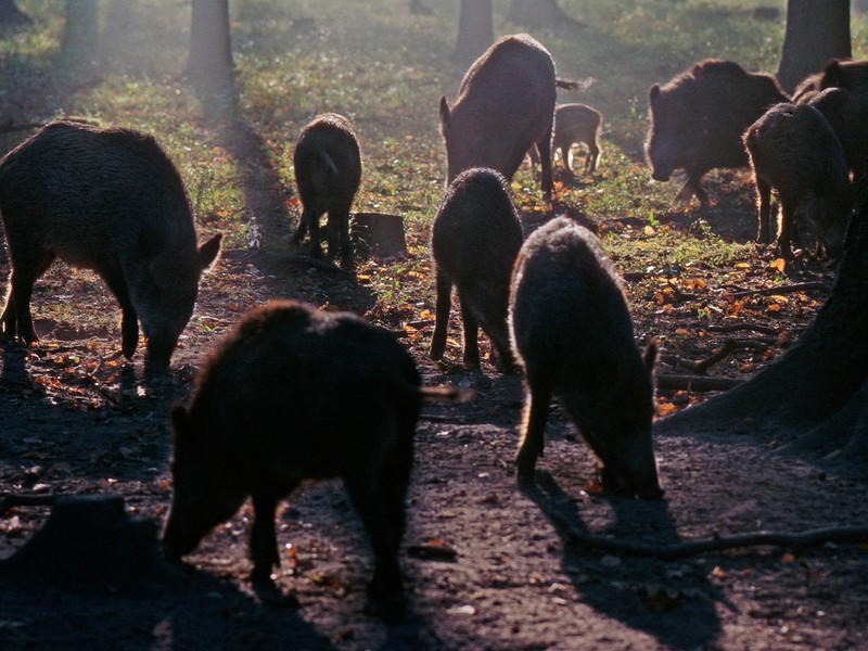 &nbsp;Im Wald sind&nbsp;Wildschweine&nbsp;willkommen, weil&nbsp;sie den Boden&nbsp;auflockern.