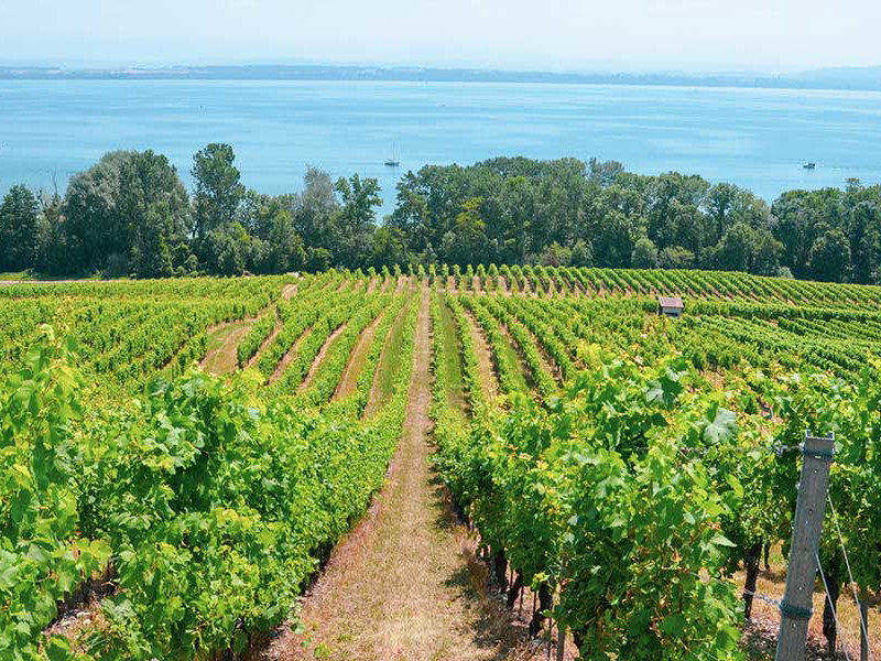 Bezaubernde&nbsp;Weinlagen in der Region Neuchatel.