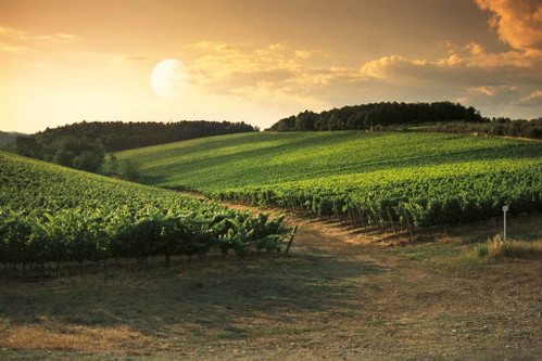 Weinlage in der Toskana.