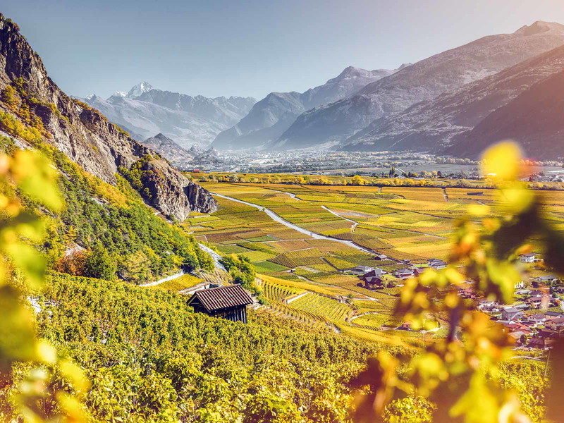 Das Walliser Rhônetal: Heimat der besten Syrahs der Schweiz.