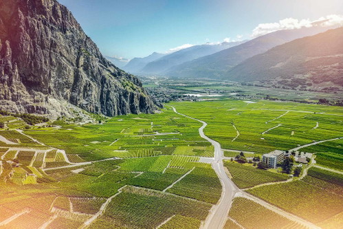Dank den kühlen Nächte im Wallis reifen die Syrah-Trauben langsam und entwickeln eine hervorragende Aromatik.