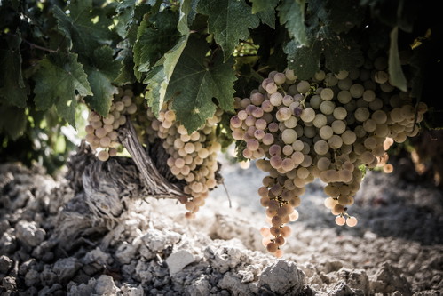 Auch wenn daraus meist nussbraune Süssweine entstehen: Die Pedro Ximénez ist eine Weissweinsorte.