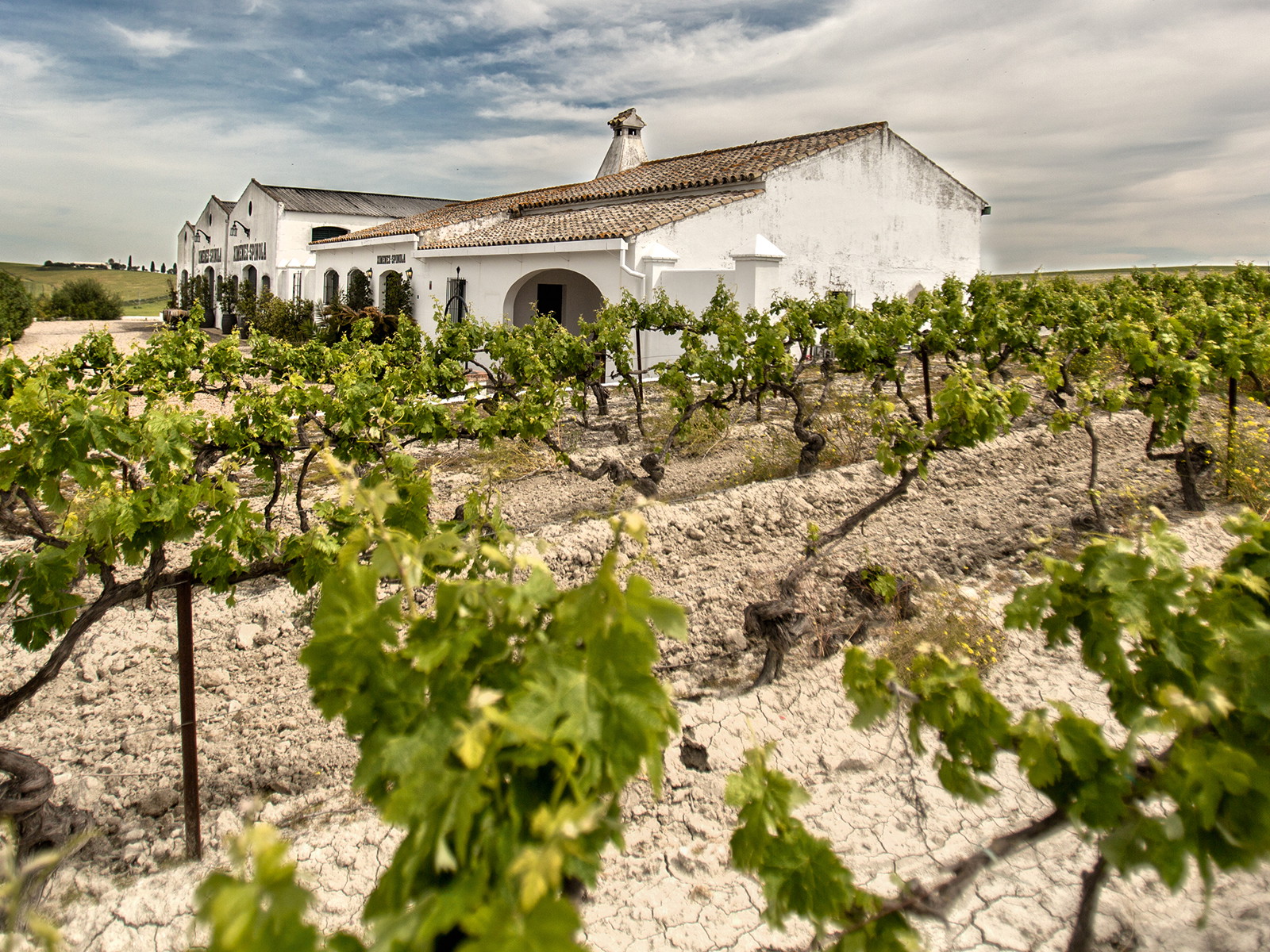 Die süße Ximénez-Traube wird hauptsächlich im Gebiet um die Stadt Jerez verarbeitet, angebaut wird sie aber vor allem im Hinterland.