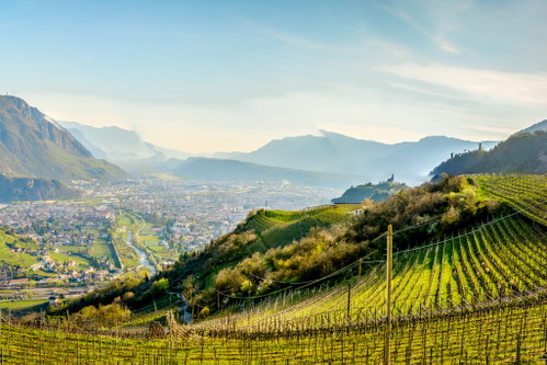 Blick von den nördlichen Weinbergen auf Bozen.