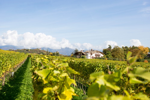 Eppan an der Weinstrasse (Pigenò): Im Bild die Reblandschaft beim Weingut Stroblhof in Pigenò und die Gleifkirche im Hintergrund.
