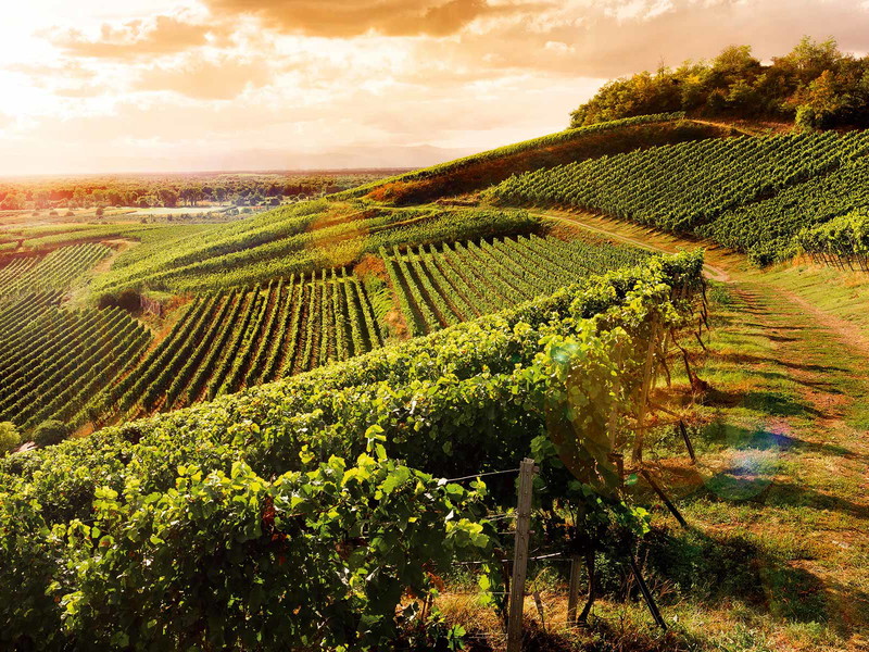 Weingut Salwey: mit Spitzenlagen des inneren Kaiserstuhls zum Erfolg.