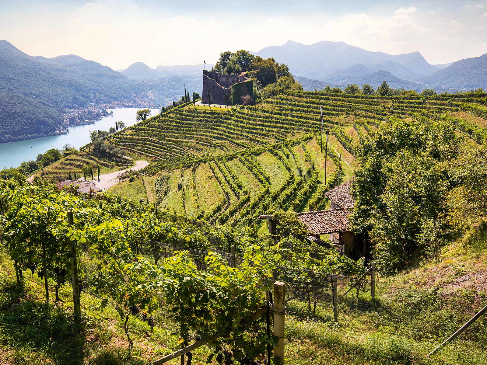 Im Tessin wachsen heute rund 80 Prozent des gesamten Merlot in der Schweiz.