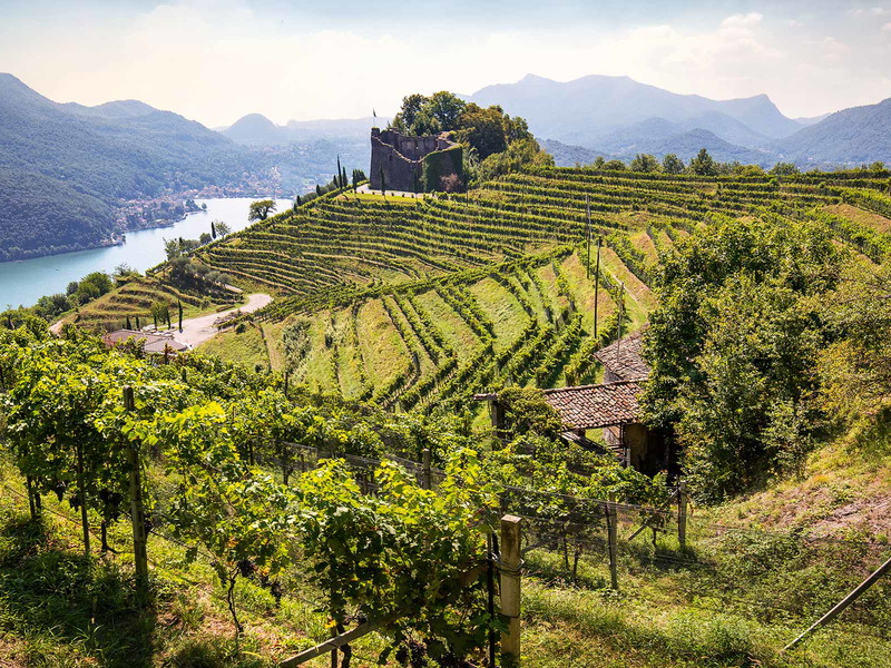 Im Tessin wachsen heute rund 80 Prozent des gesamten Merlot in der Schweiz.