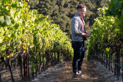Winzer Chris Miller in den Weingärten der Seabold Cellars in Monterey.