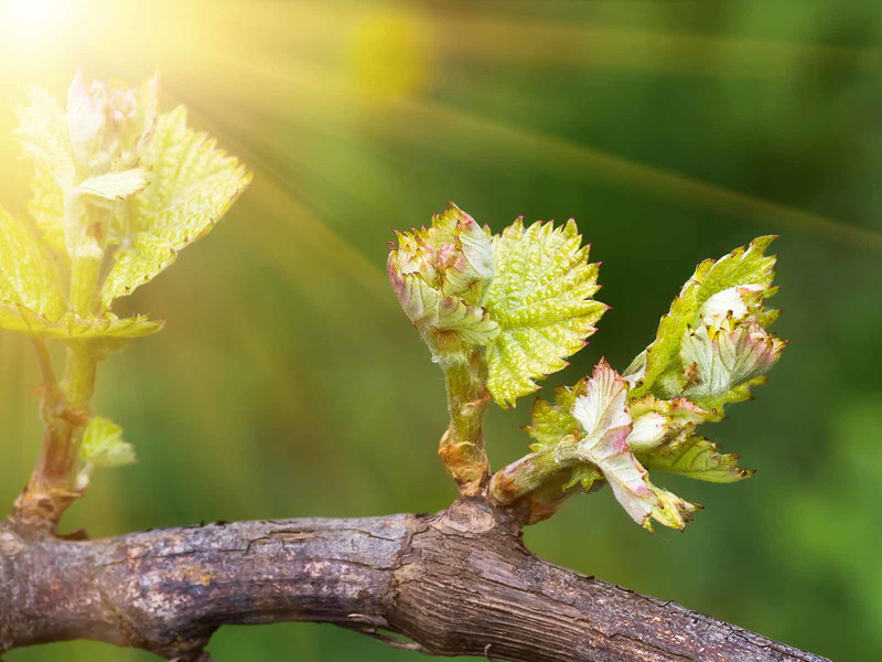 Die Magie des Augenblicks&nbsp;– neues Leben tritt in die Welt: Das sogenannte Frühlingserwachen hat&nbsp; seit je die Menschen in seinen Bann gezogen.