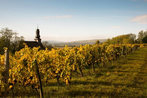 Die Weine aus dem Rothenberg sind noch reduktiver als die der Nachbarn vom Roten Hang, in ihrer Salzigkeit noch spektakulärer.