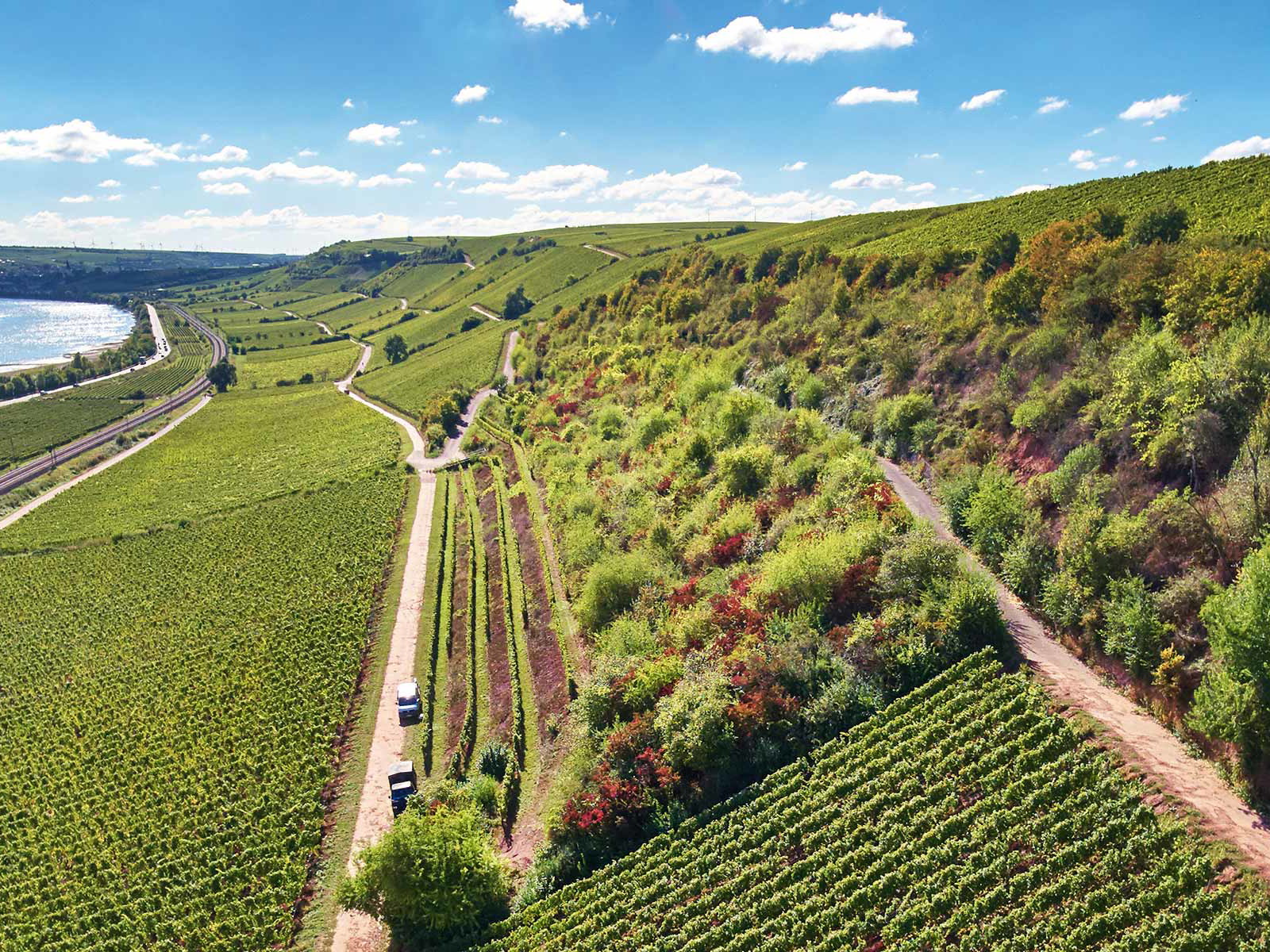 Nirgends ist Rheinhessens sogenannter »Roter Hang« rund um die Orte Nierstein und Nackenheim roter als am Nackenheimer Rothenberg.