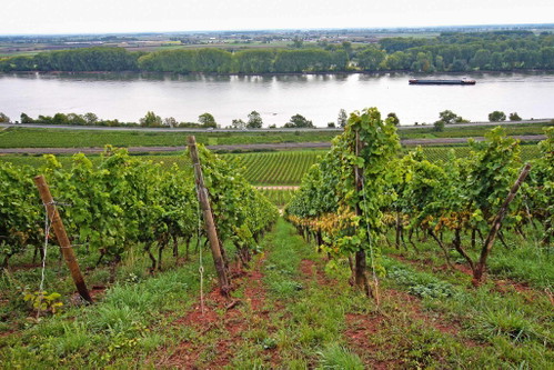 Das Laub der Reben verdeckt die Steilheit des Abhangs zum Rhein. Als Wärmespeicher und Lichtreflektor prägt der Fluss das Kleinklima im Rothenberg mit.