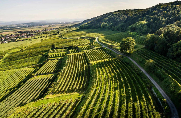 Das Weinland Traisental erstreckt sich zwischen St. Pölten und der Donau zu den Ausläufern des Dunkelsteiner Waldes in Richtung Tulln.