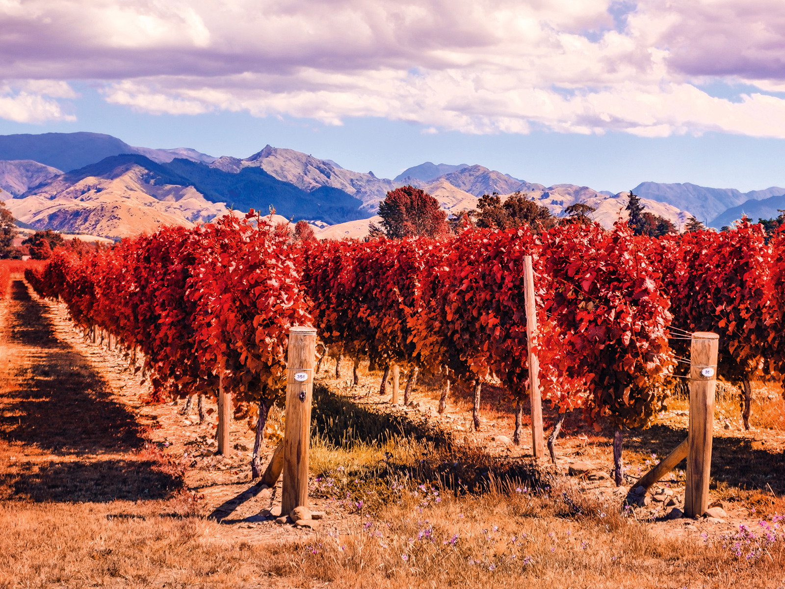 In Marlborough auf der neuseeländischen Südinsel findet der Sauvignon Blanc die besten Bedingungen vor.