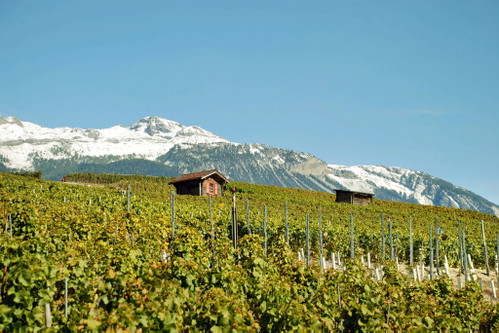 Die Lagen von Histoire d’Enfer im Wallis werden biodynamisch bewirtschaftet.