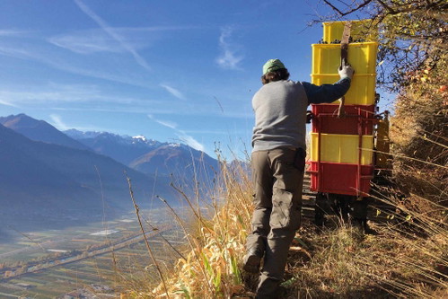 Auf der Domaine Beudon in Fully schenkt man dem Dôle besondere Aufmerksamkeit. Denn die braucht er auch.