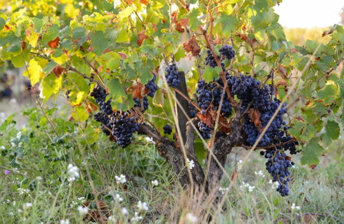 Domaine de la Janasse
