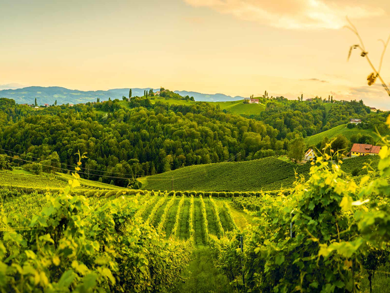 In den Hängen der Südsteiermark entstehen dank unterschiedlichen&nbsp;Mikro-Klimata außergewöhnliche Weine.