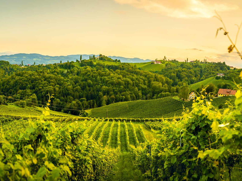 In den Hängen der Südsteiermark entstehen dank unterschiedlichen&nbsp;Mikro-Klimata außergewöhnliche Weine.