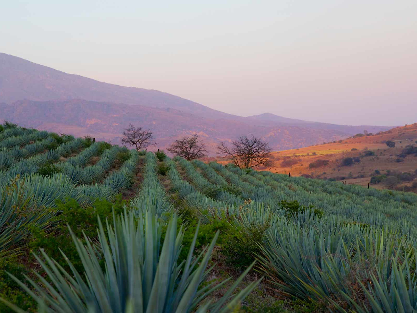 Im mexikanischen Bundesstaat Jalisco werden die Blauen Agaven für den Volcán Tequila angebaut.