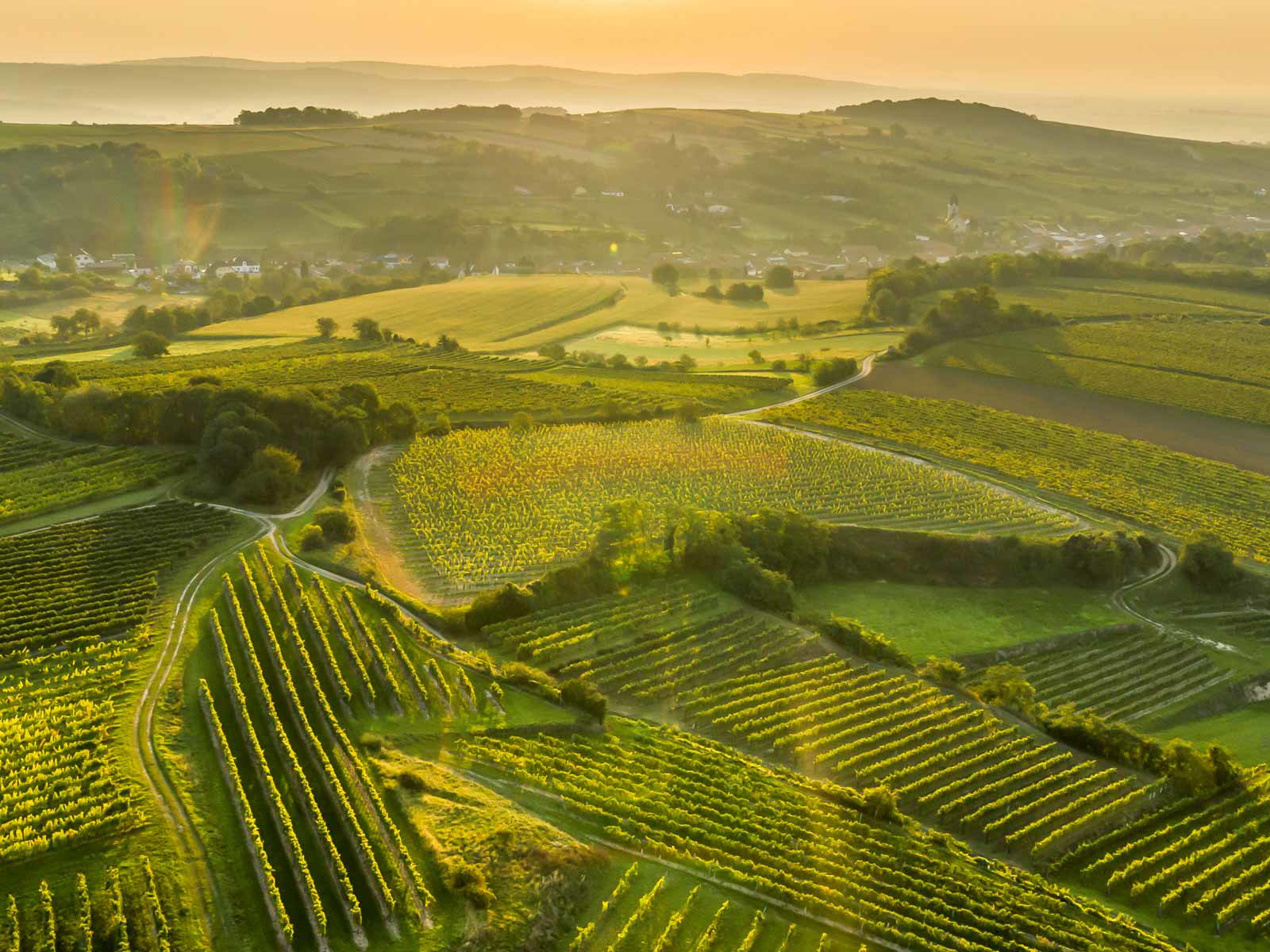 Das Weinbaugebiet Wagram hat seinen Namen von einer alten Uferböschung, dem sogenannten »Wogenrain«.