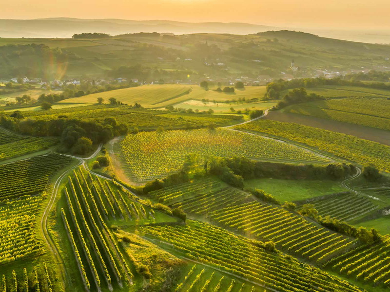 Das Weinbaugebiet Wagram hat seinen Namen von einer alten Uferböschung, dem sogenannten »Wogenrain«.