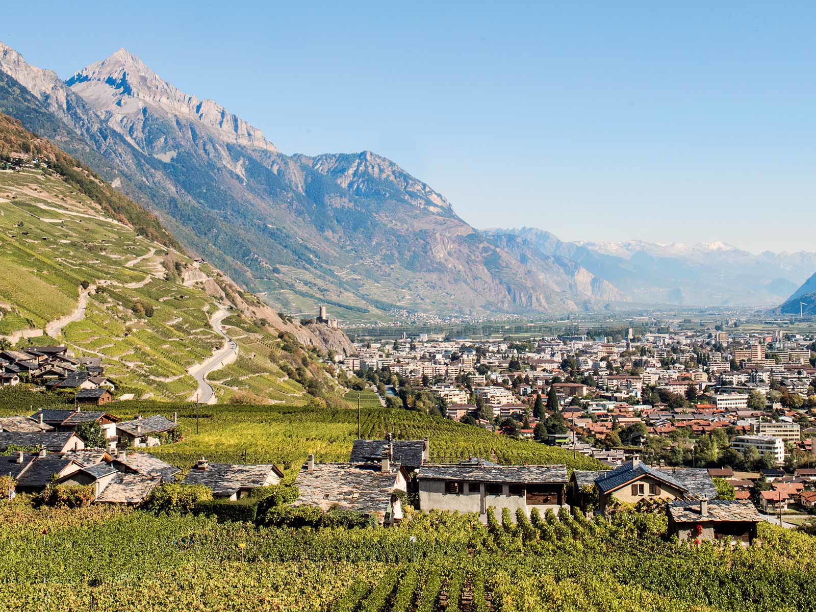 Hier im Wallis hat er seine Heimat, der urschweizerische Dôle.