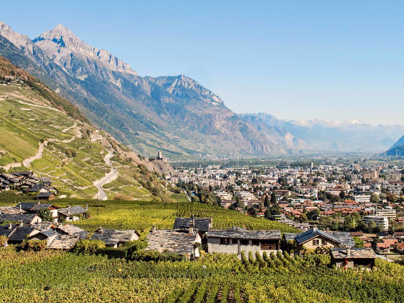 Hier im Wallis hat er seine Heimat, der urschweizerische Dôle.