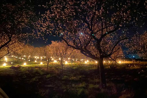 Die Marillenblüte von Bernahrd Otts Bäumen konnte gerettet werden. Die biodynamisch bewirtschafteten Marillen werden zu Bio-Marmelade oder Reisetbauers legendären Marillen-Schnaps verarbeitet.