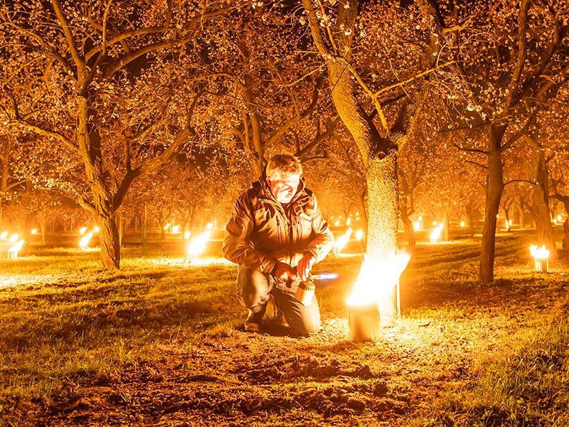Ein Meer an Frostkerzen im Marillen-Garten von Josef Dockner im österreichischen Kremstal.