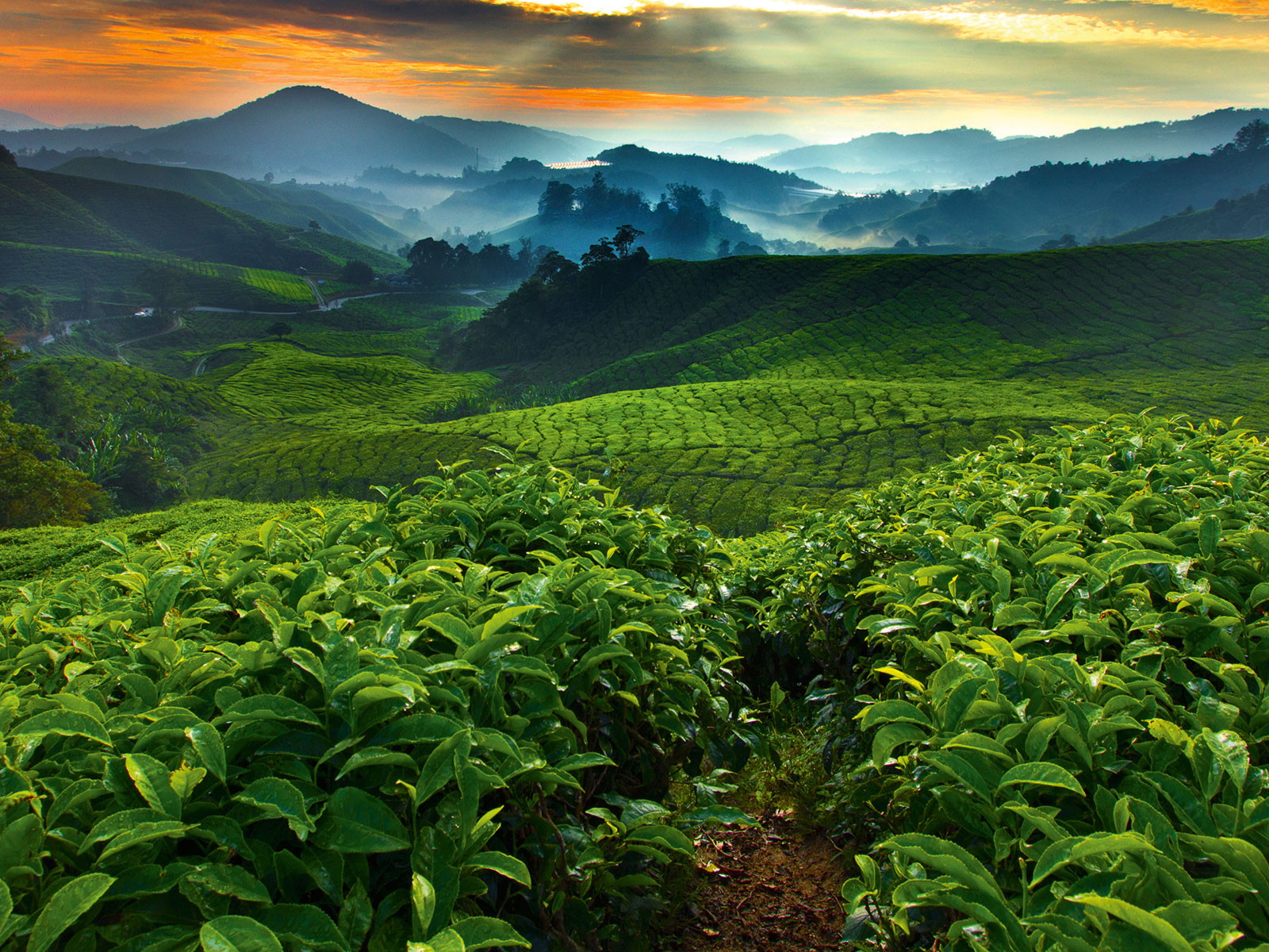 Coffee plantation in the highlands of&nbsp;Costa Rica: the source of exquisite coffee beans.&nbsp;