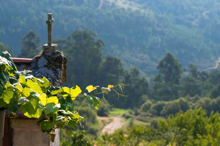 Albariño